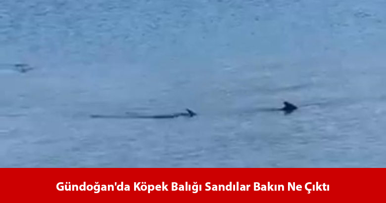 Bodrum Gündoğan’da Köpek Balığı Sandılar Bakın Ne Çıktı